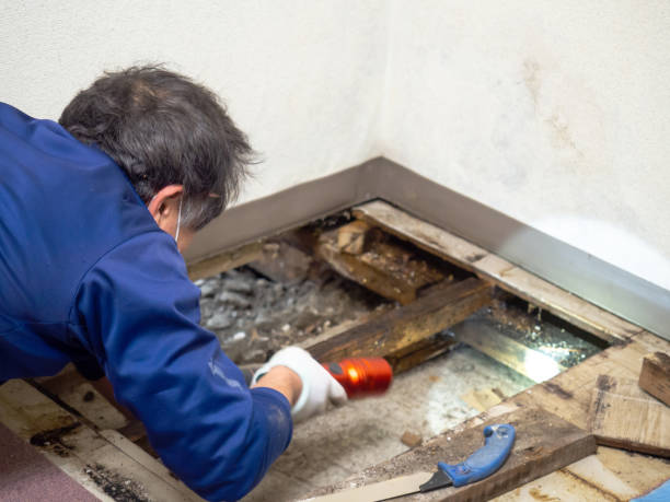 Best Crawl Space Mold Removal  in Beulaville, NC