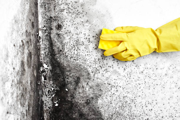 Best Toxic Mold Removal  in Beulaville, NC