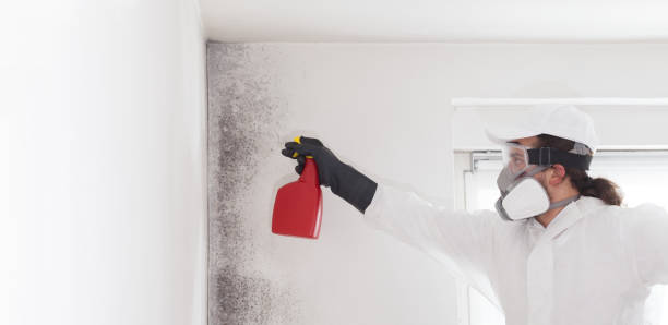 Professional Mold Removal in Beulaville, NC